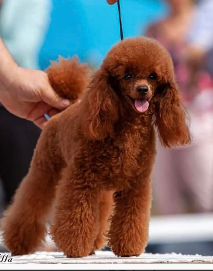 Raszuivere toy poedels  toypoedel pups, Dieren en Toebehoren, Honden | Chihuahua's en Gezelschapshonden, Meerdere dieren, Poedel