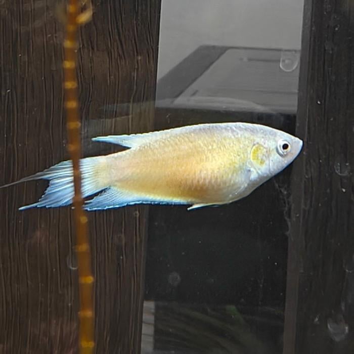 Macropodus opercularis, Vis