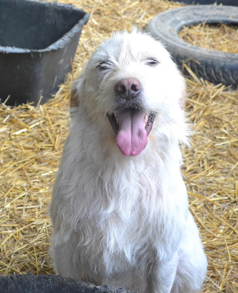 Vierjarige Yogi, allemansvriend zoekt gezin!, Dieren en Toebehoren, Honden | Niet-rashonden, Particulier, Reu, Buitenland, Parvo