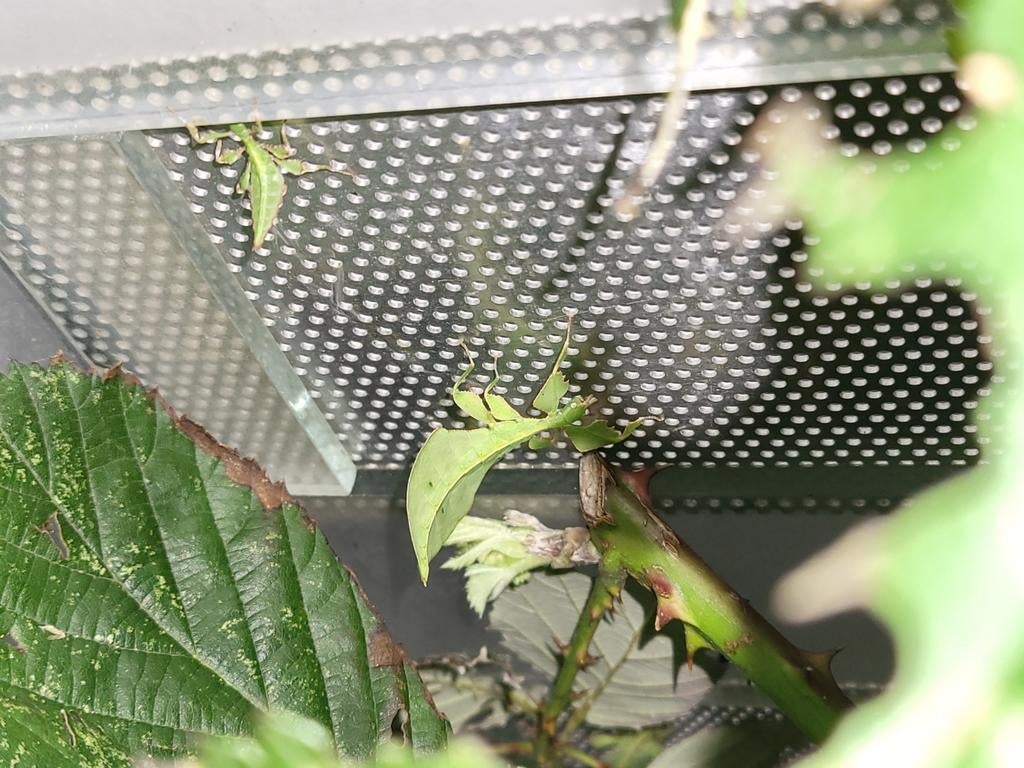 Wandelend blad cryptophyllium limogesi, Dieren en Toebehoren, Wandelende tak