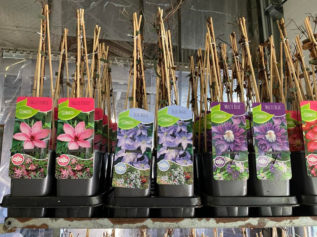 Climatissen: Groot- en kleinbloemig, Tuin en Terras, Planten | Tuinplanten, Ophalen, Volle zon, Vaste plant, Klimplanten