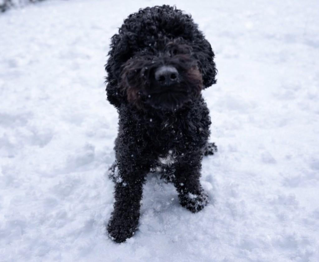 Dekreu ALF1 Australian Labradoodle, 1 tot 2 jaar, Parvo, Eén hond, Nederland