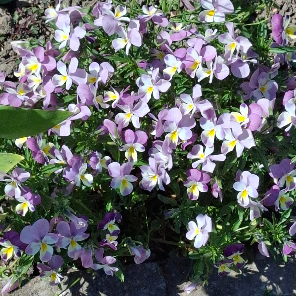 Viooltjes mix, Ophalen of Verzenden, Voorjaar, Volle zon, Zaad