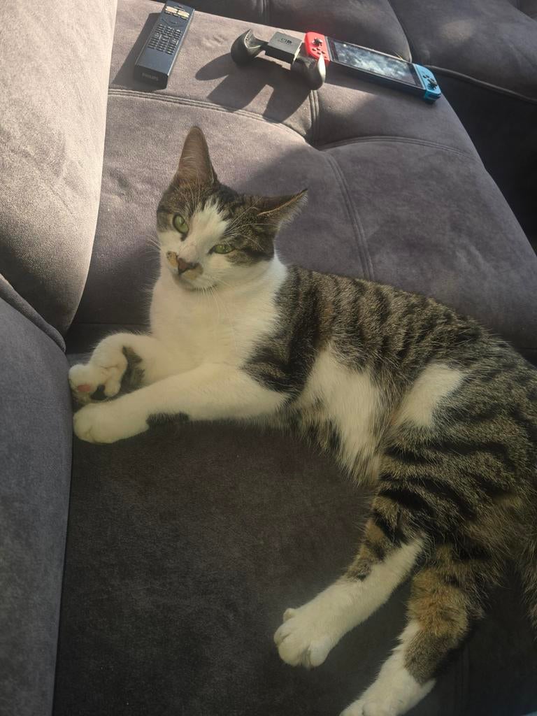 Kater van 6 maanden