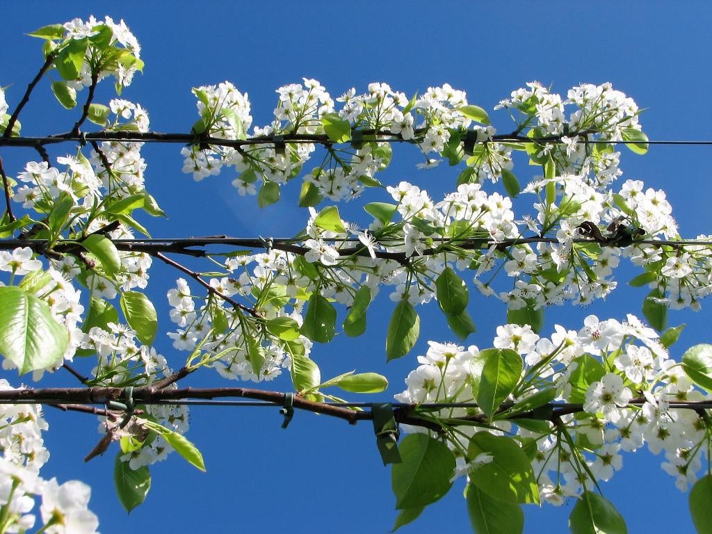 leibomen, volwassen exemplaren, stam 20-25, Tuin en Terras, Ophalen of Verzenden, Volle zon, Overige soorten