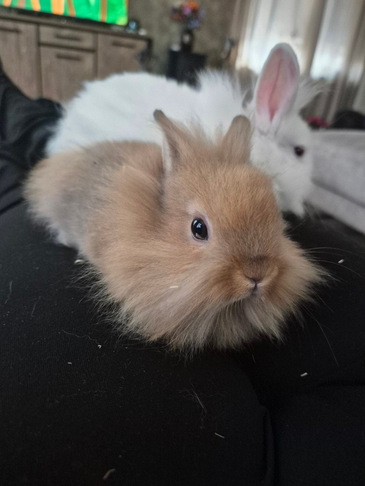 Dwergkonijntjes zoeken huisje, Dieren en Toebehoren, Konijnen, Meerdere dieren, Dwerg