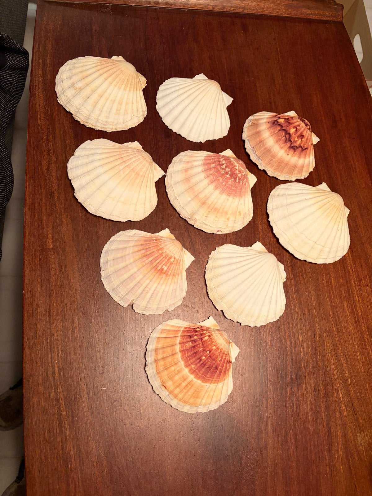 Decoratieve Schelpen - Set van 9, Ophalen, Gebruikt