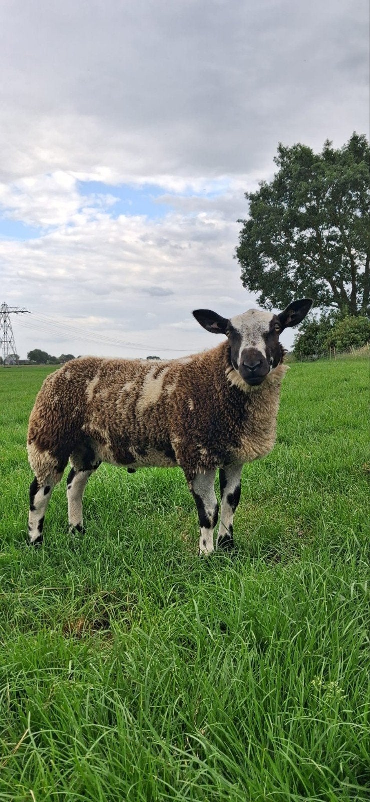 Bonte rammen, Dieren en Toebehoren, Schapen, Geiten en Varkens, Mannelijk, Schaap, 0 tot 2 jaar