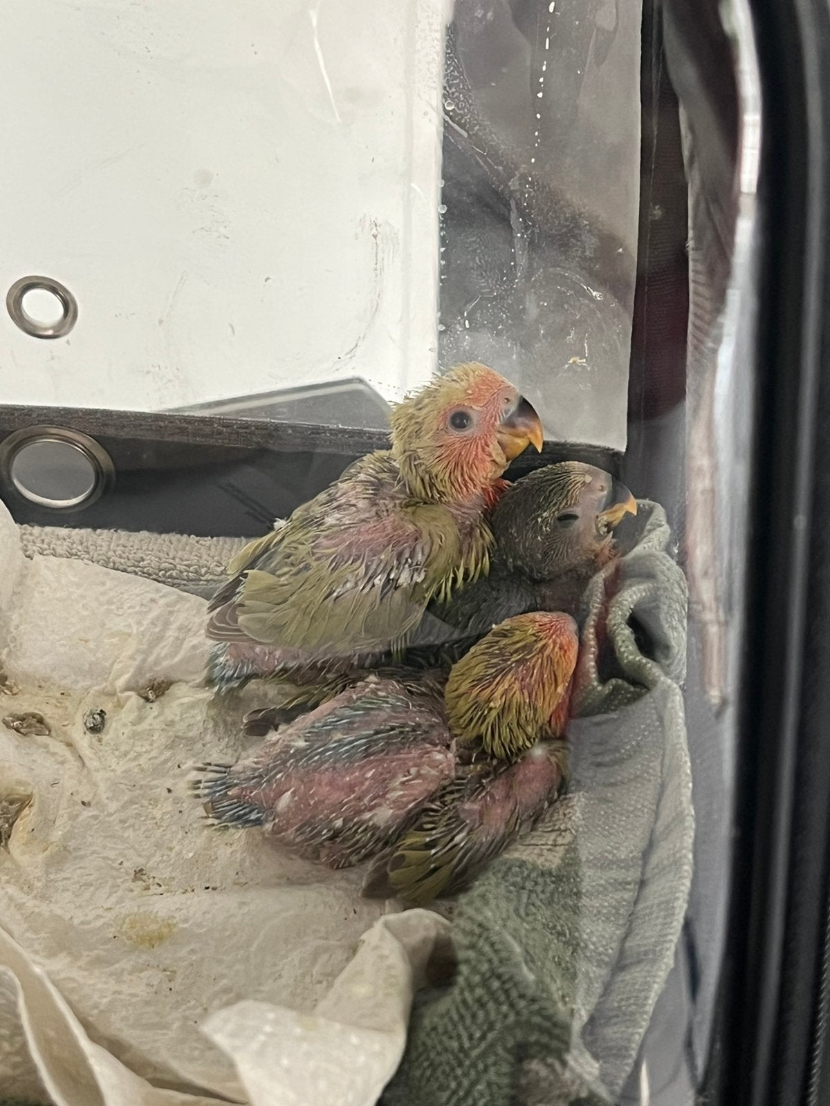 Baby dwergpapegaai, Dieren en Toebehoren, Geslacht onbekend, Dwergpapegaai of Agapornis