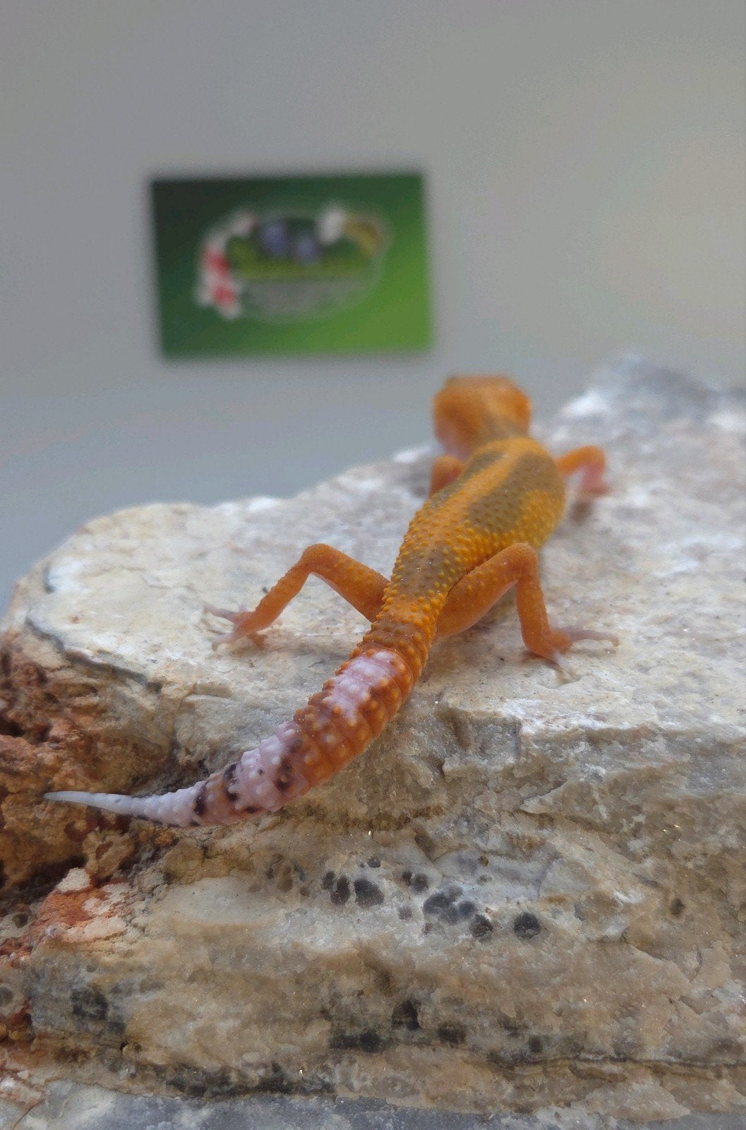 Luipaardgekko Leopard Gecko photo 3