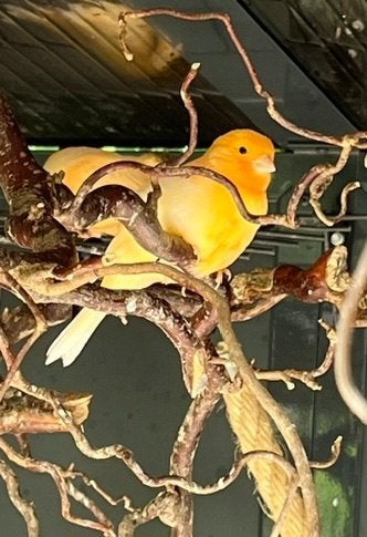 Mooie jonge kanarieman 2026, Dieren en Toebehoren, Vogels | Kanaries, Mannelijk, Kleurkanarie