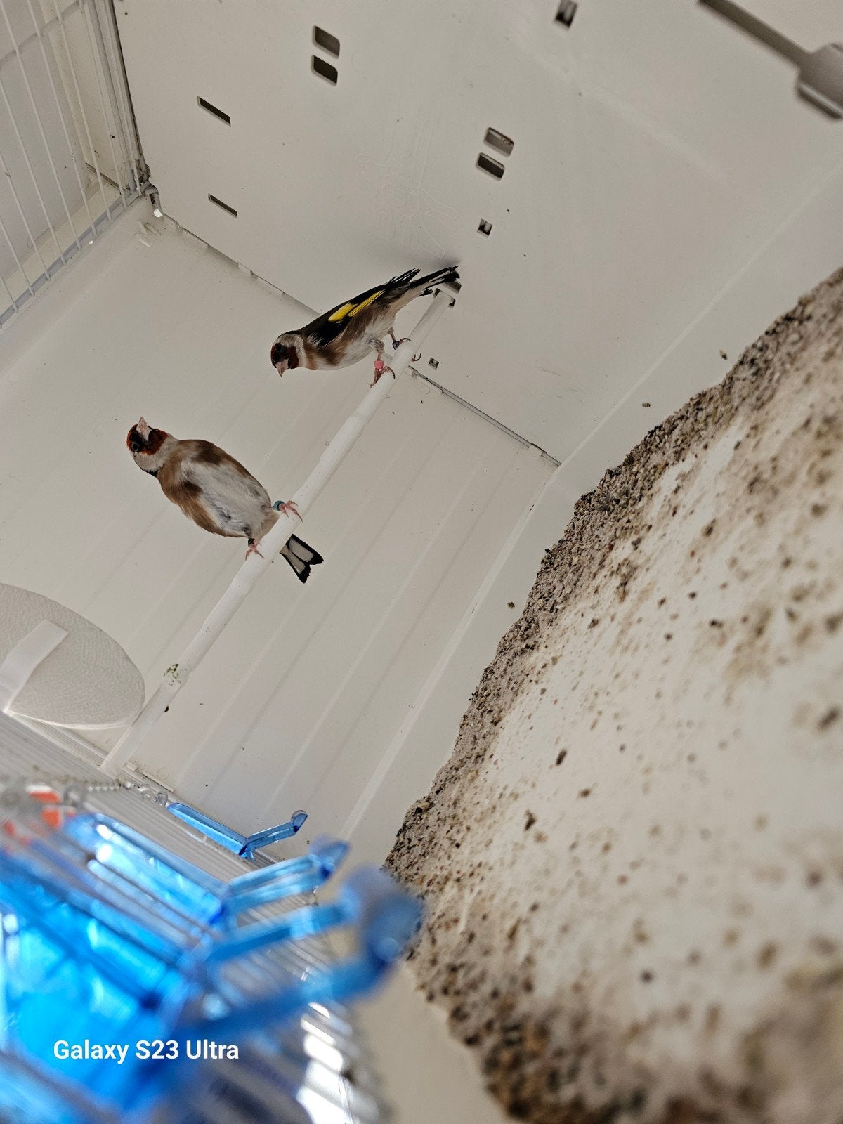 Koppel putter, Dieren en Toebehoren, Vogels | Overige Vogels, Meerdere dieren