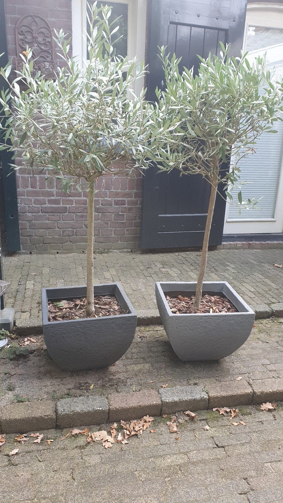 Twee knappe olijfboompjes (incl pot én olijf!), Ophalen, Overige soorten, Volle zon