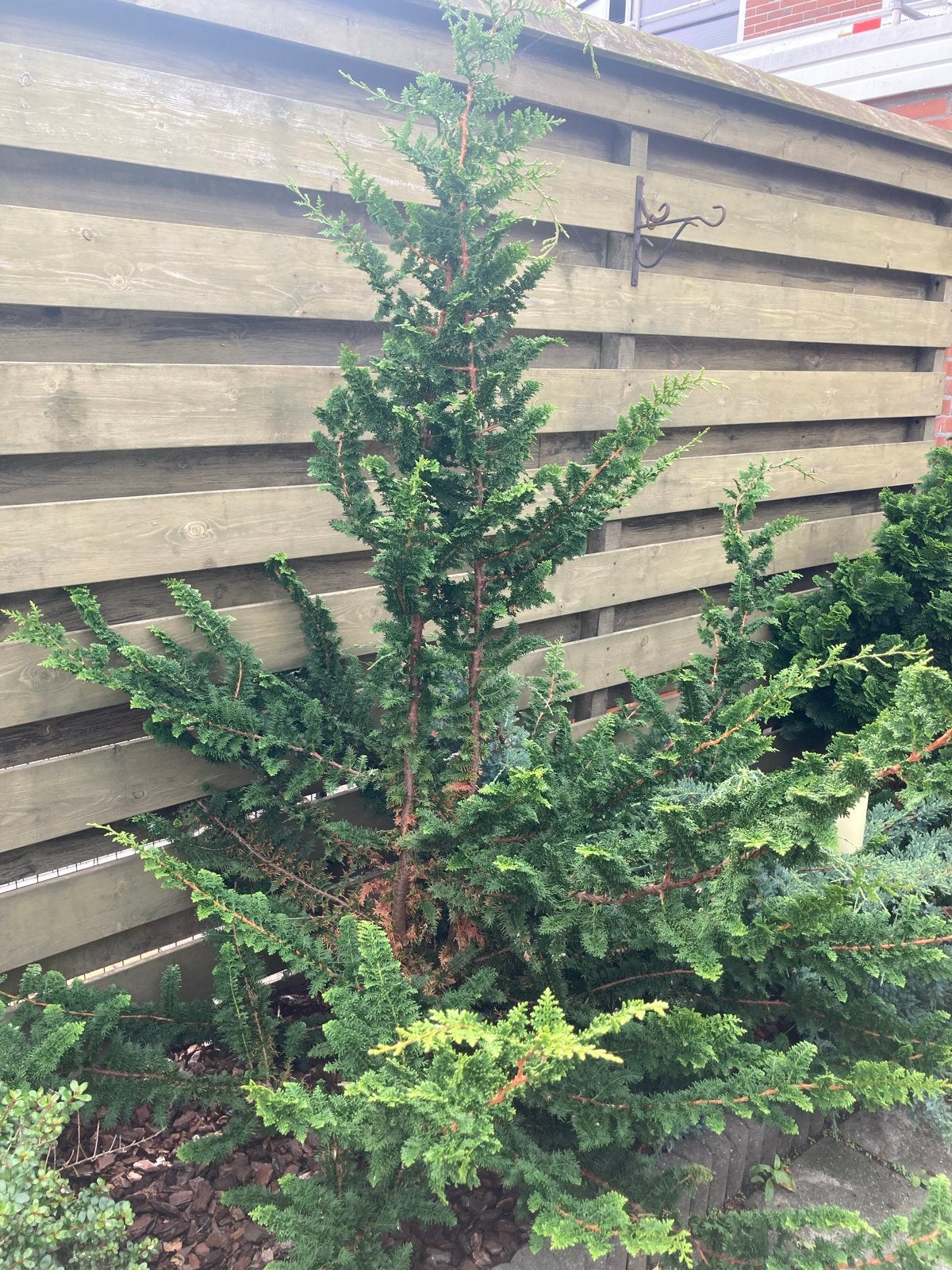 Foto 4 van Diverse Vaste Tuinplanten - Groenblijvend en Onderhoudsvrien