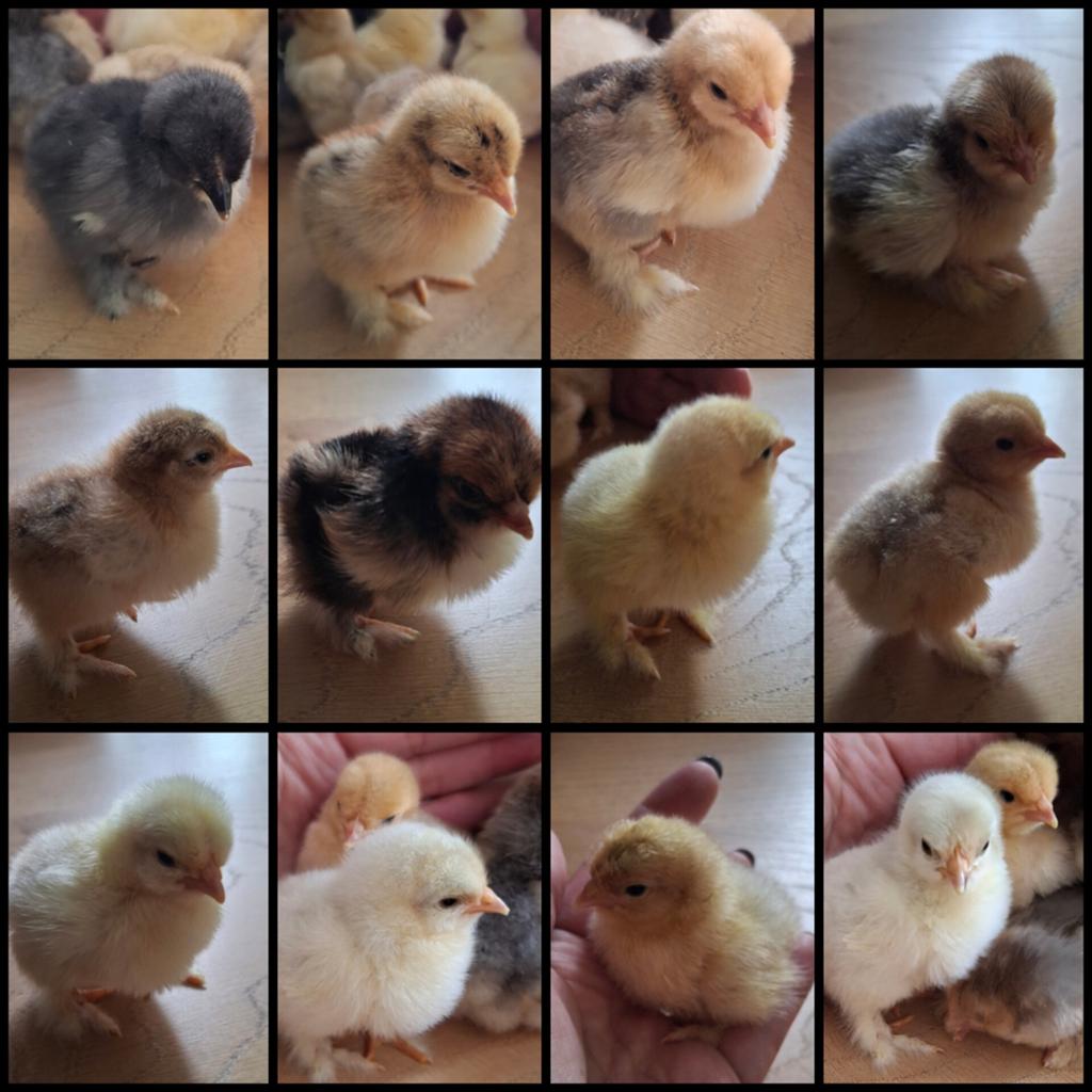 Cochin kriel glad en krulveer, Dieren en Toebehoren, Pluimvee, Geslacht onbekend, Kip