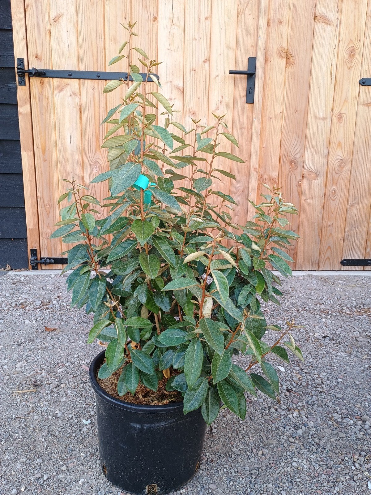 - Elaeagnus Ebbingei haagplanten 80-100, Volle zon, Vaste plant, Bloeit niet, Ophalen