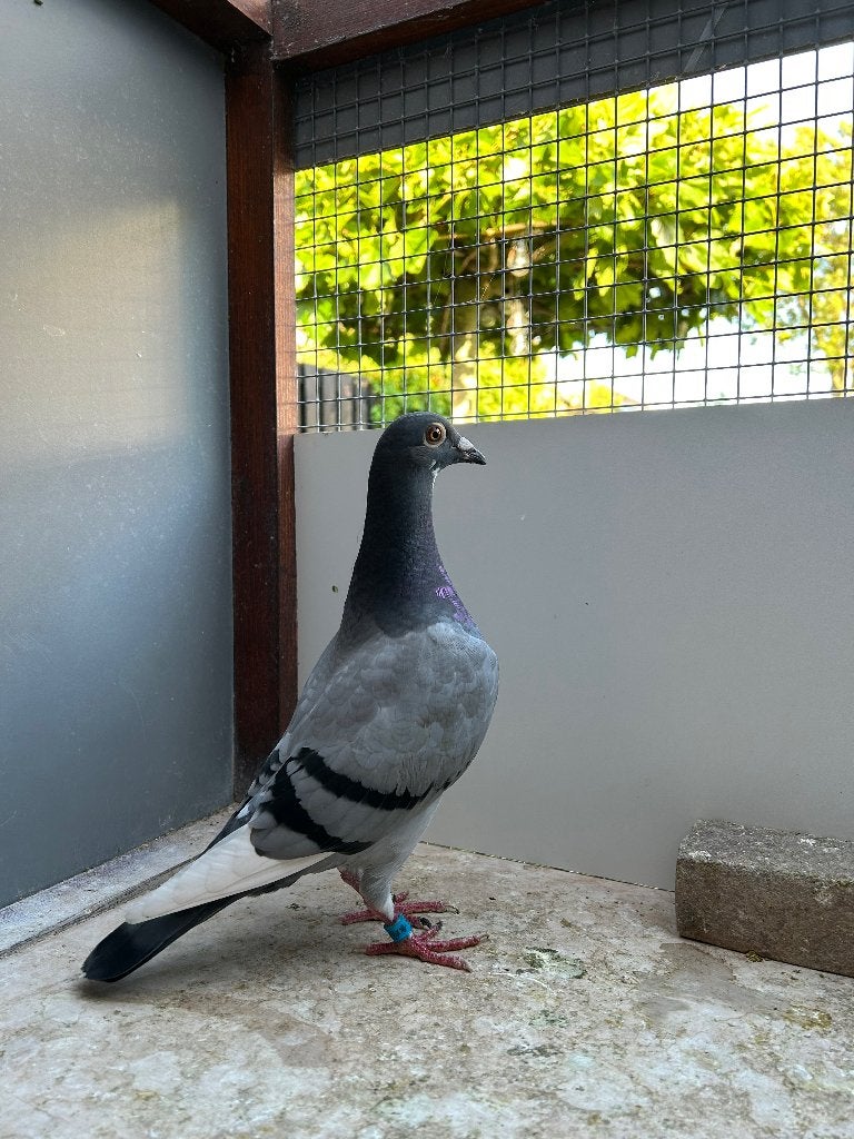 Jonge Doffer, Dieren en Toebehoren, Vogels | Duiven, Mannelijk, Postduif