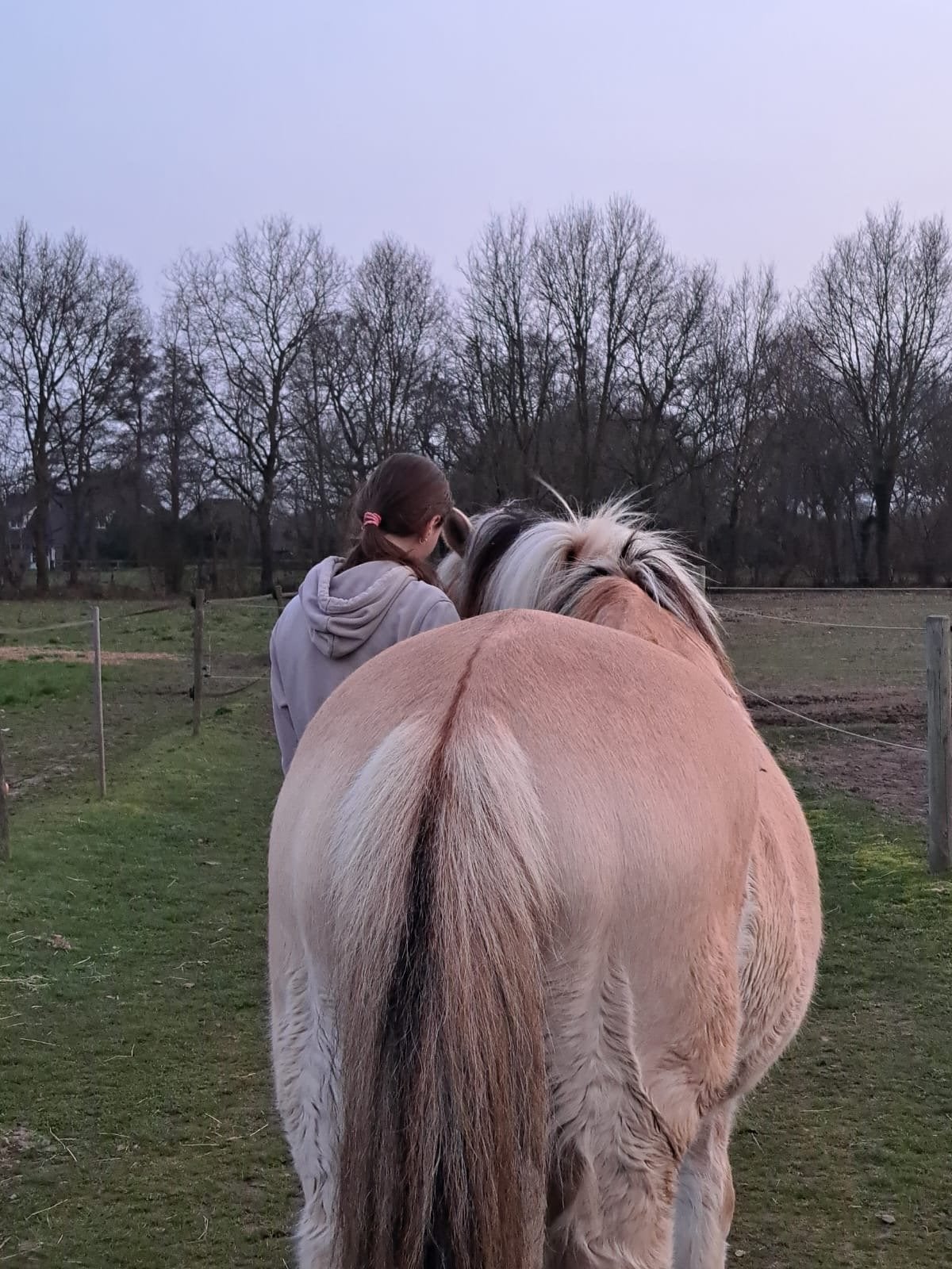 Stalbaantje gezocht/stalhulp aangeboden!, Dieren en Toebehoren, Stalling en Weidegang