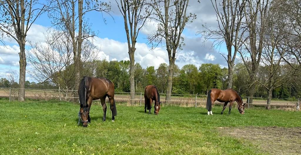 Weiland/stalling te huur gevraagd, Dieren en Toebehoren, Stalling