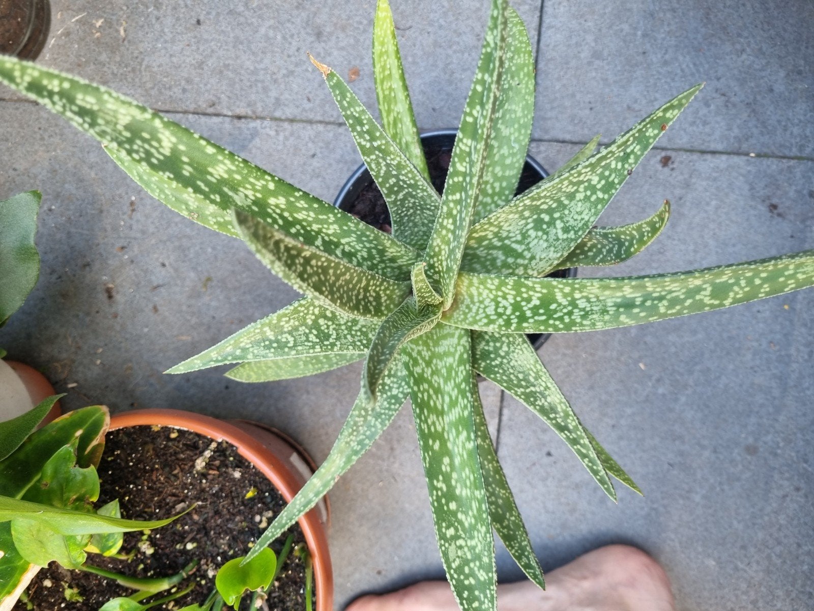 Aloë Vera plant met nieuwe stekjes, Ophalen