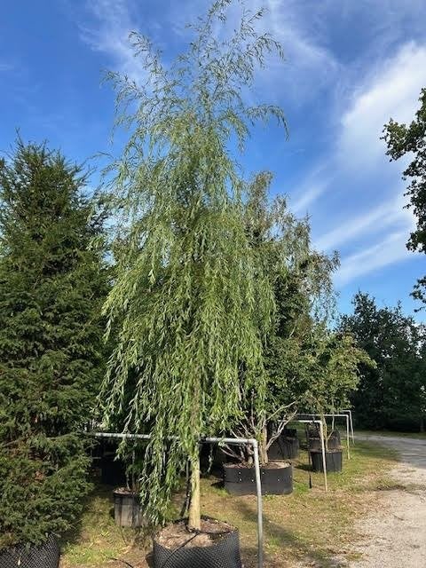 BOOM Salix sepulcralis Chrysocoma Gele treurwilg grote boom, Tuin en Terras, Overige soorten, Volle zon, Vaste plant, Ophalen of Verzenden