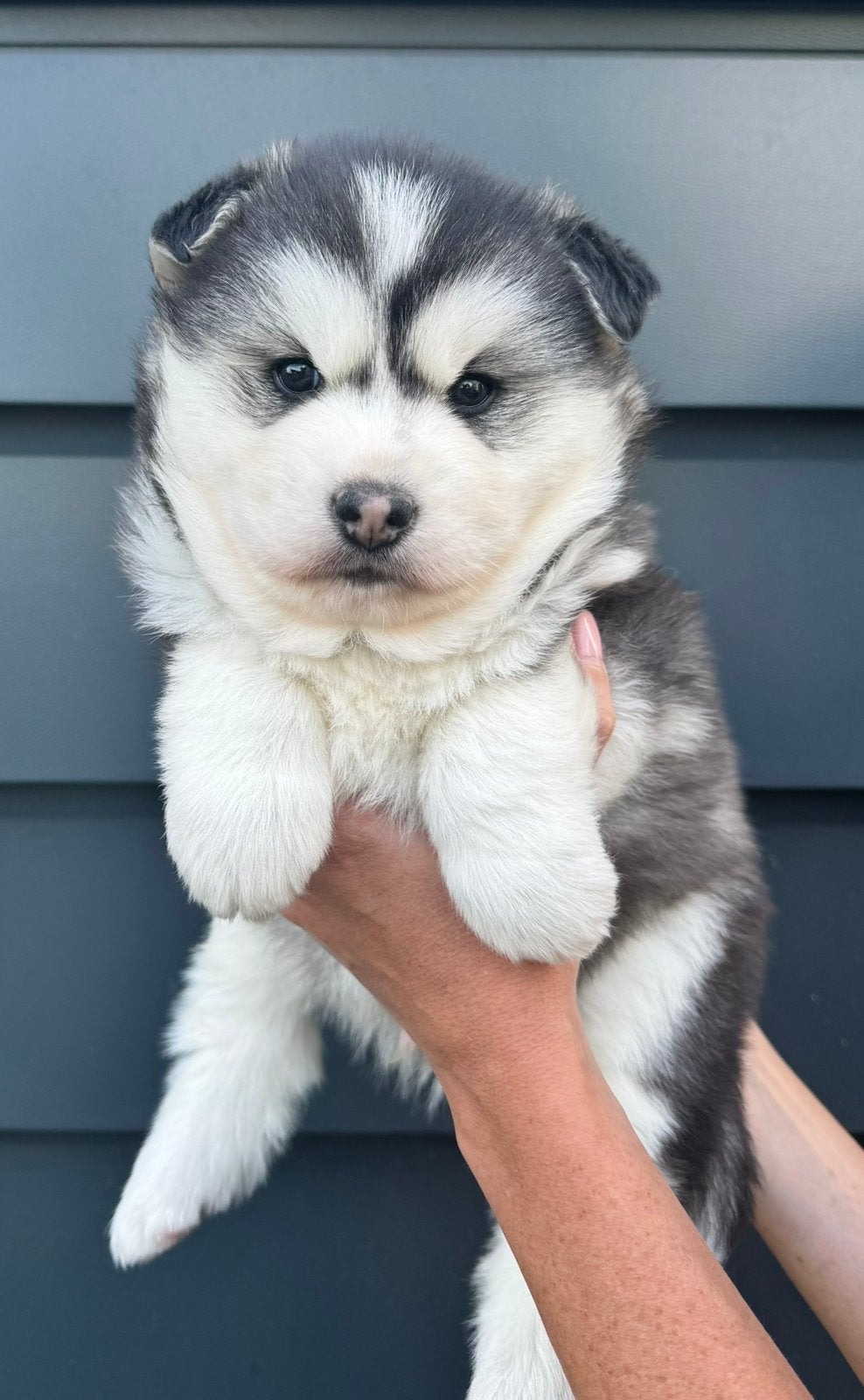 Pomskynederland - PUPS BESCHIKBAAR, Dieren en Toebehoren, Parvo, Nederland, 8 tot 15 weken, Poolhond