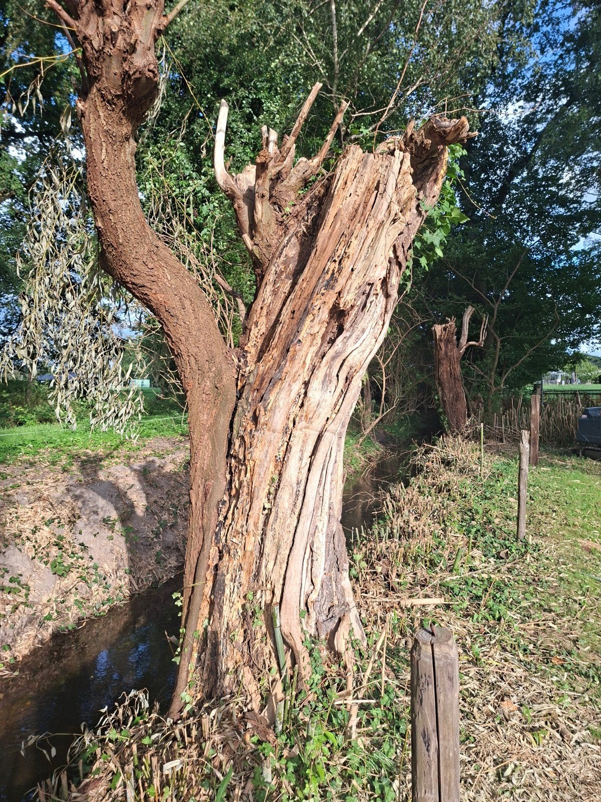 Boomstronk decoratie voor tuin of vijver, Ophalen, Gebruikt, Hout, Overige typen