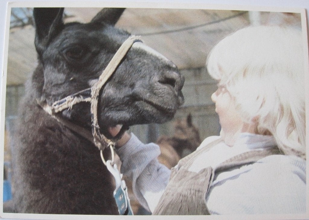 voor het kind - kind met dromedaris - 1982, Verzenden, 1980 tot heden, Ongelopen, Wild dier