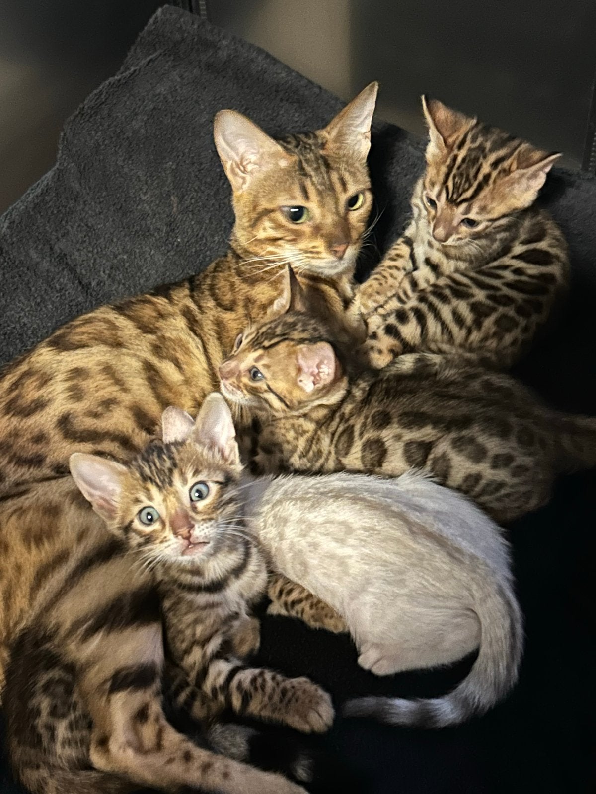 Prachtige Bengaal kittens te koop, Dieren en Toebehoren, Meerdere dieren, Kortharig, 0 tot 2 jaar