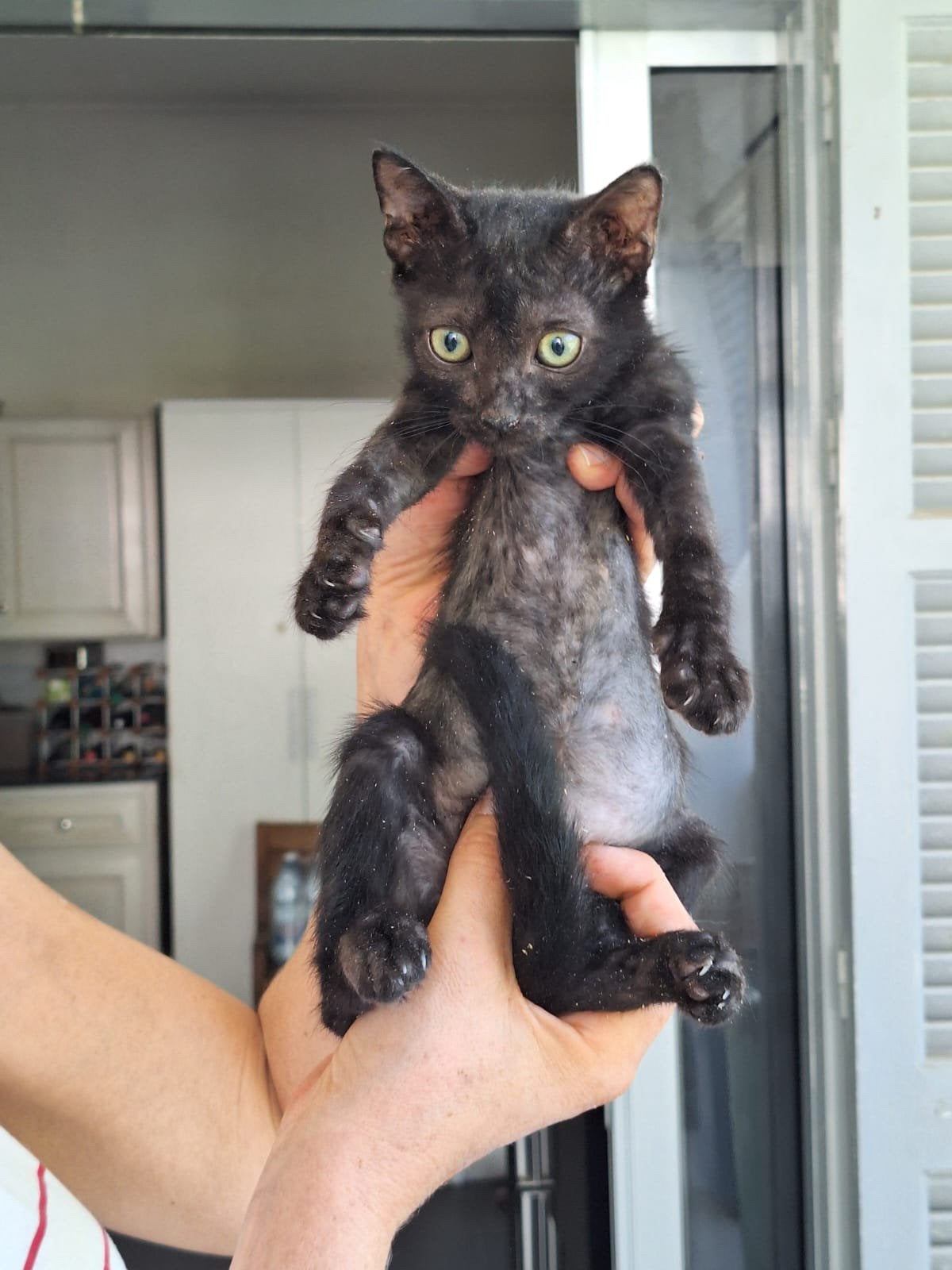 Smokey 3 en halve mnd (nog op Cyprus) zoekt for ever home, Kater