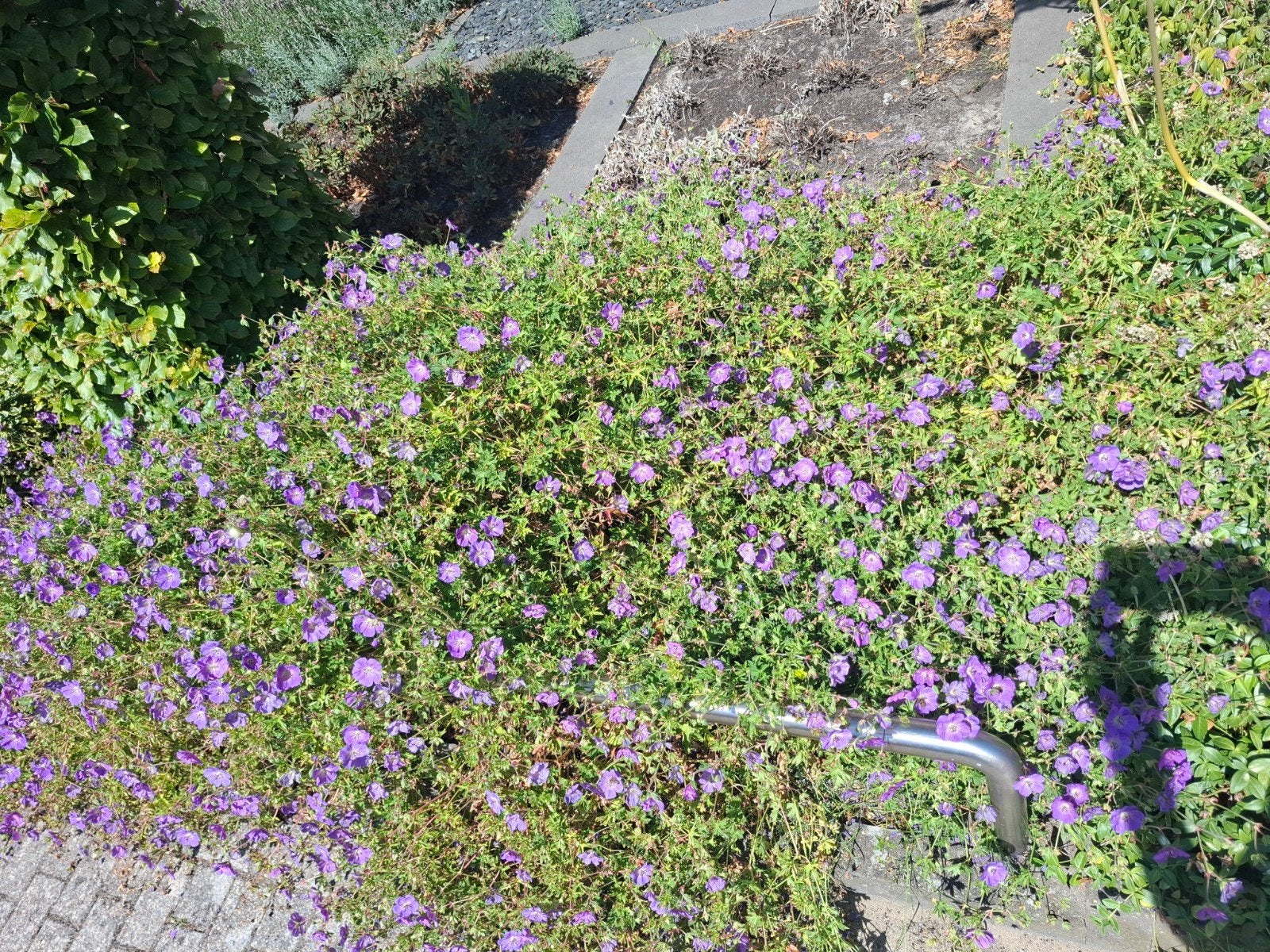 Bodembedekkende Geranium met paarse bloemen, Ophalen, Bodembedekkers, Volle zon, Vaste plant
