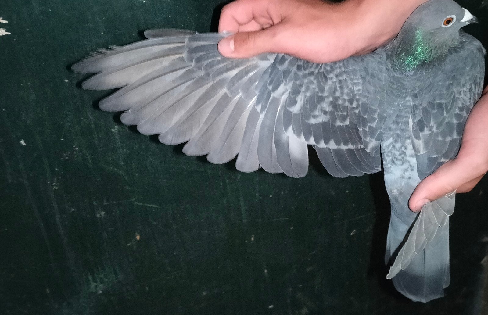 te koop kleurpostduif duivin., Dieren en Toebehoren, Vrouwelijk, Postduif