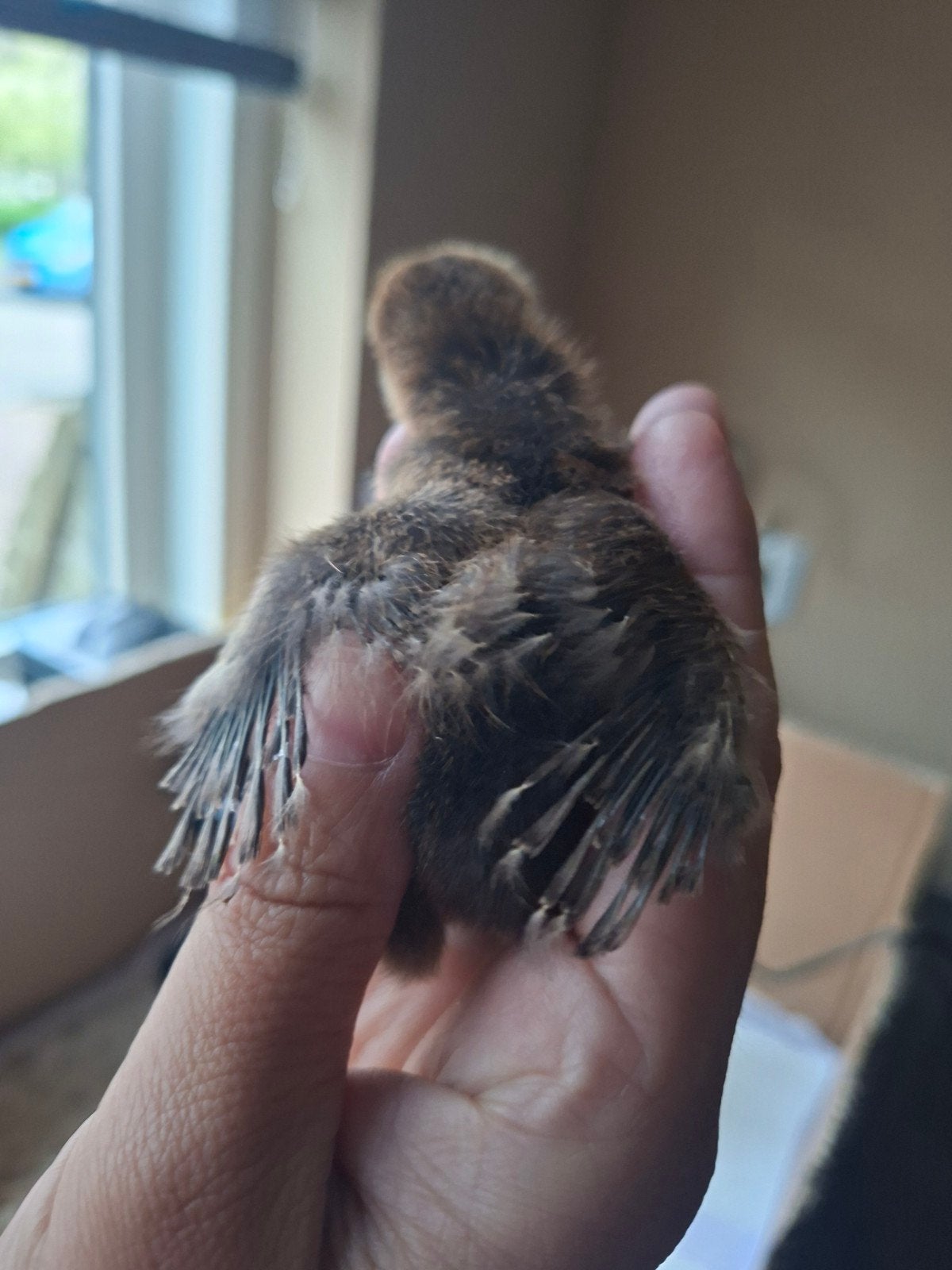 2 zijdehoenders 1 week oud, Dieren en Toebehoren, Geslacht onbekend, Kip