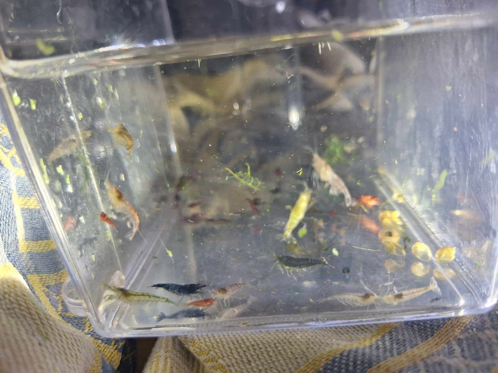 Neocaridina Garnalen Mix, Dieren en Toebehoren, Kreeft, Krab of Garnaal, Zoetwatervis, Schoolvis