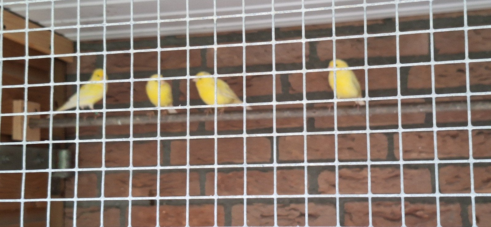 kanaries., Dieren en Toebehoren, Meerdere dieren