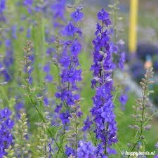 Zaden Delphinium consolida blauw, Tuin en Terras, Verzenden, Volle zon