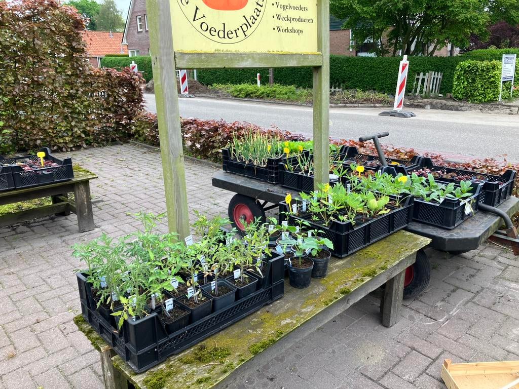 Vaste planten, tomatenplanten, eenjarige hangers, Tuin en Terras, Ophalen, Overige soorten, Halfschaduw