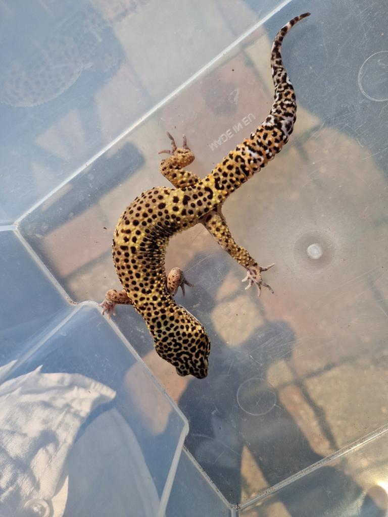 Eublepharis macularius man Leopard Gecko - male for sale from hofman