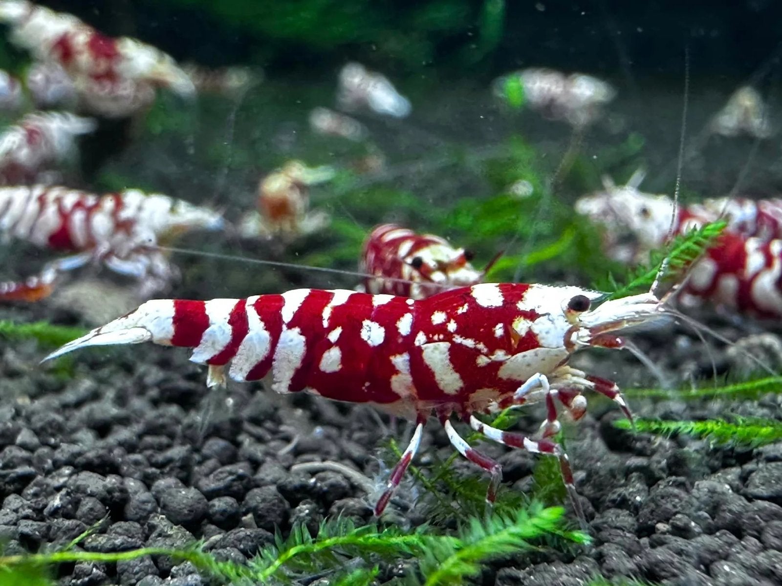 Fancy Tiger Red garnalen high grade. Wit rood, Kreeft, Krab of Garnaal