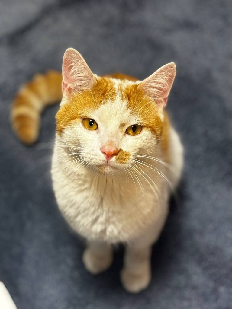 We geven het in goede handen!, Kater, Kortharig, 0 tot 2 jaar