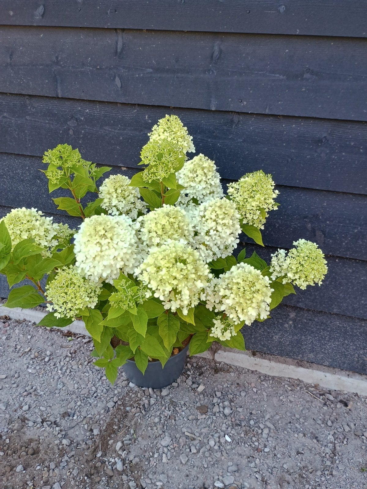 Hydrangea paniculata Lime Light, Tuin en Terras, Vaste plant, Halfschaduw, Zomer, Ophalen