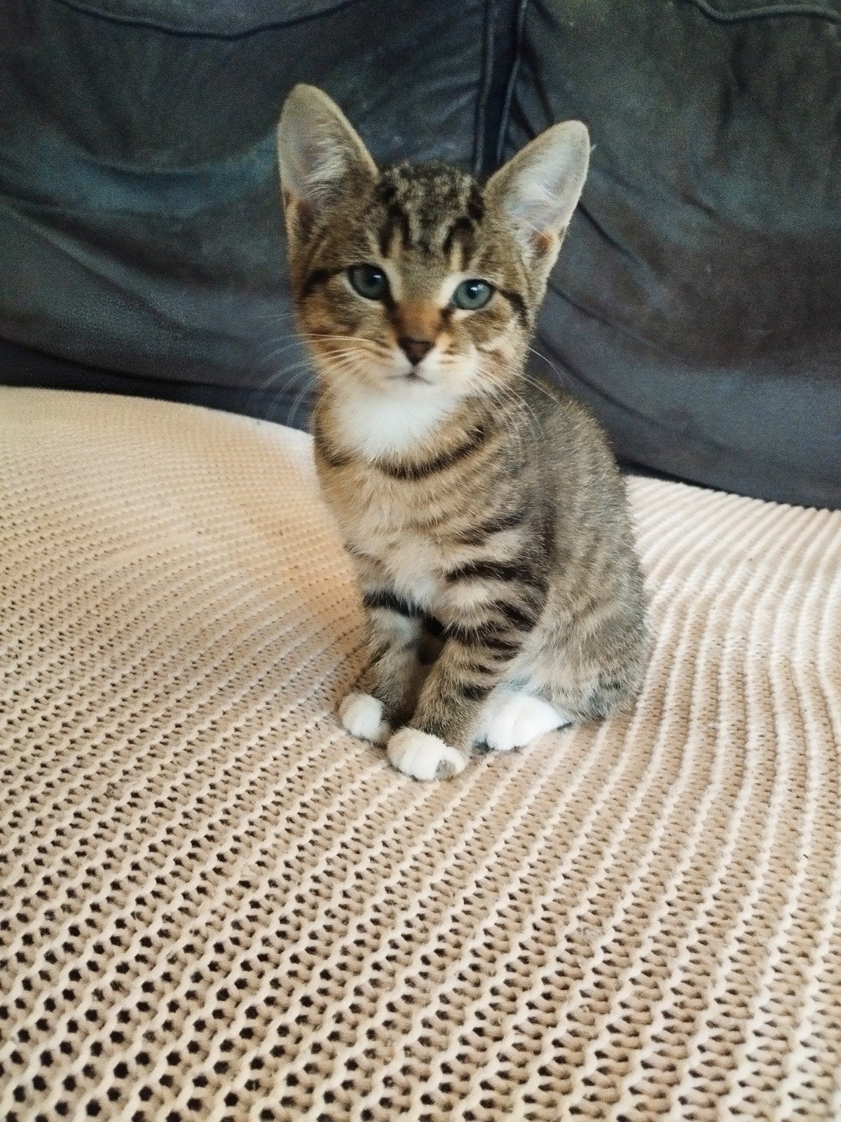 2 Kittens te koop!, Dieren en Toebehoren