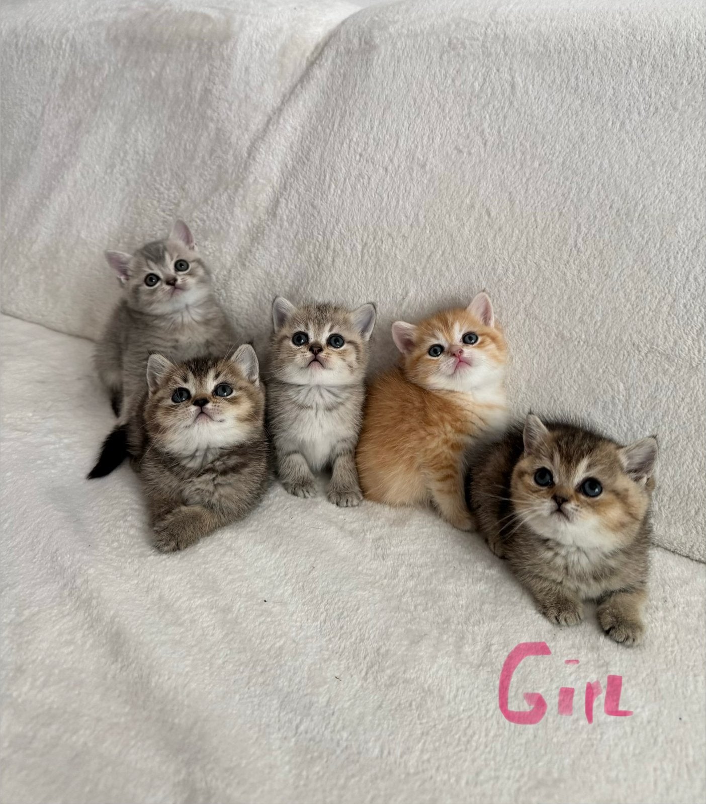 Britse korthaar kittens raszuiver, Dieren en Toebehoren, Katten en Kittens | Raskatten | Korthaar, Meerdere dieren, Gechipt, 0 tot 2 jaar