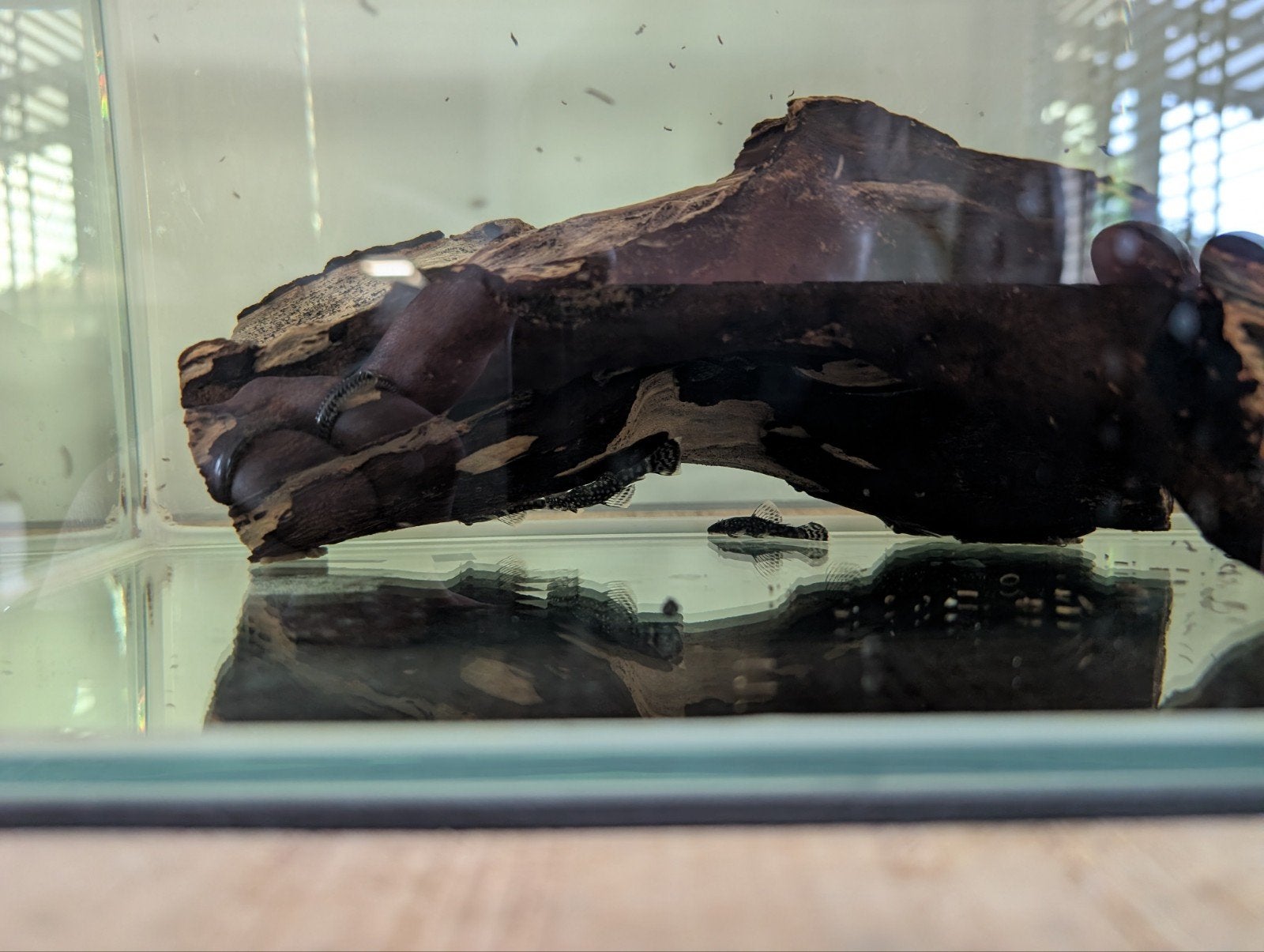 Baby Ancistrus (borstelneus), Dieren en Toebehoren
