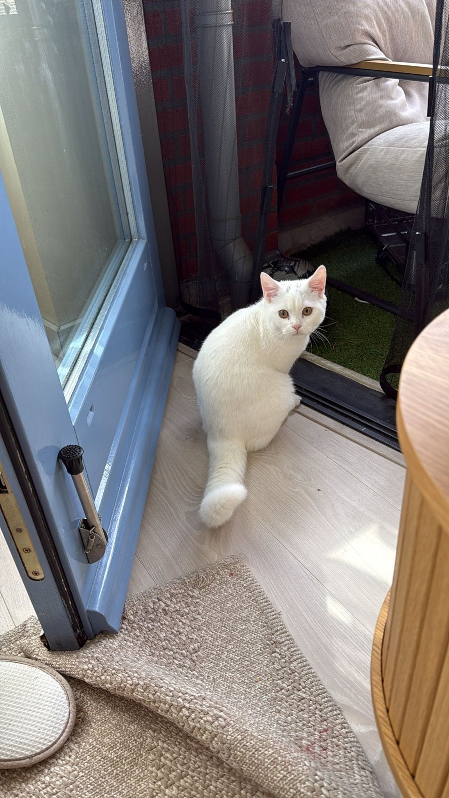 Kater van 5,5 maanden oud, Kater