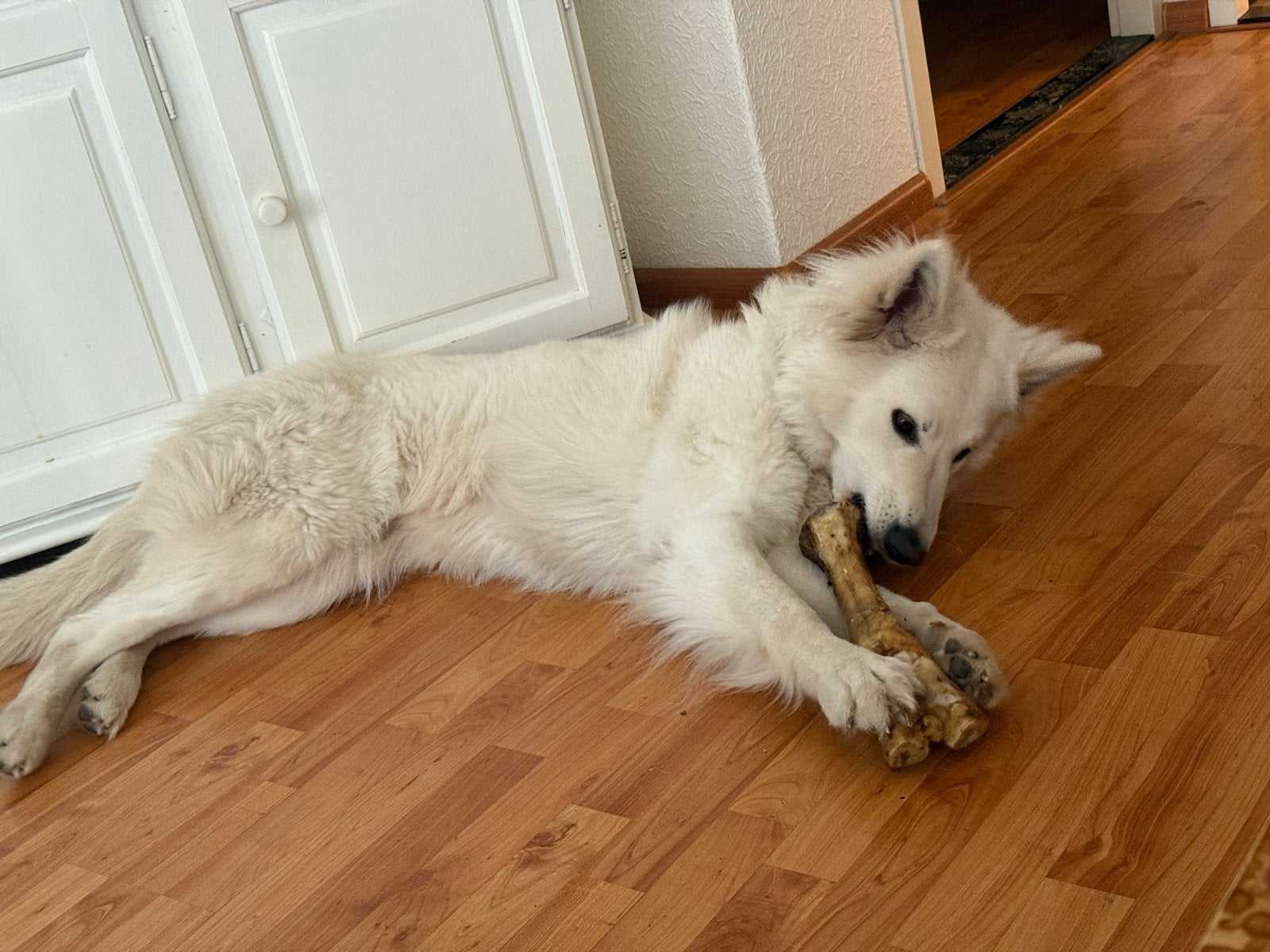 Witte herder teefje, Dieren en Toebehoren, Honden | Herdershonden en Veedrijvers, 1 tot 2 jaar, Teef, Parvo, Eén hond