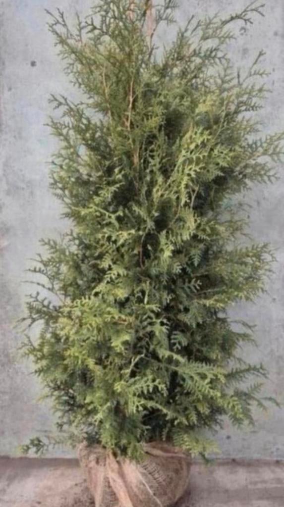 ‼️AKTIE‼️ Coniferen, Bloeit niet, Halfschaduw, 100 tot 250 cm, Overige soorten
