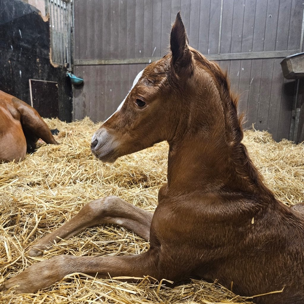 Talentvol dressuurveulen te koop!, Niet van toepassing, Dressuurpaard, 0 tot 2 jaar, Hengst