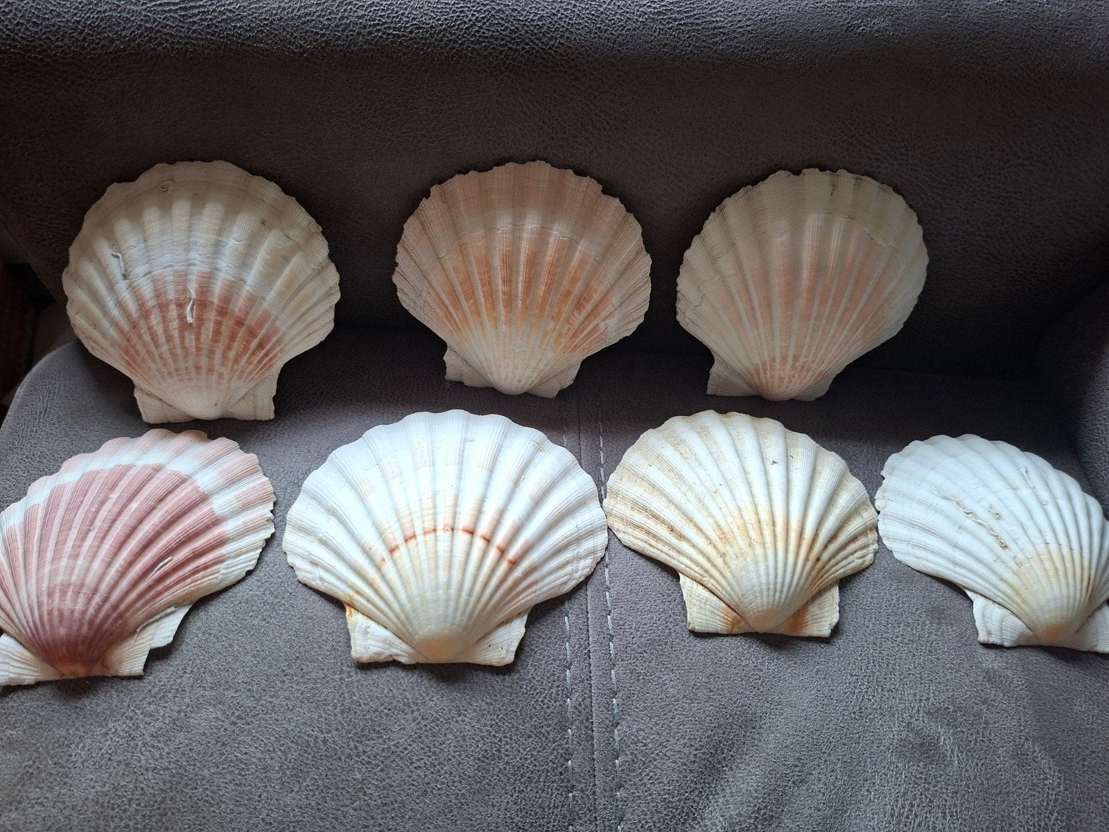 jacobs schelpen, Ophalen of Verzenden