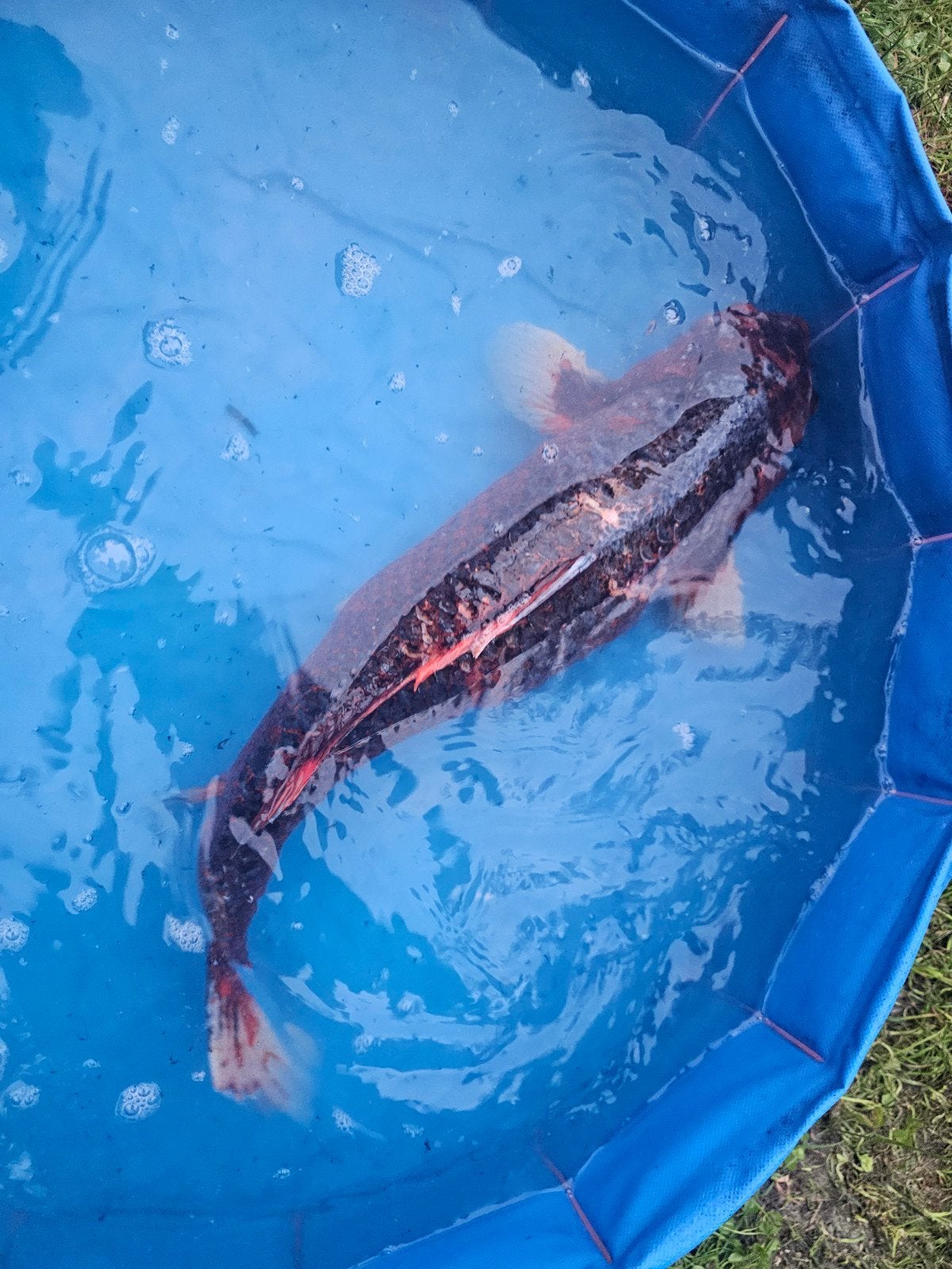 Koi karper ca 60cm Shusui, Karper of Koi